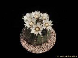 Gymnocalycium stellatum 280